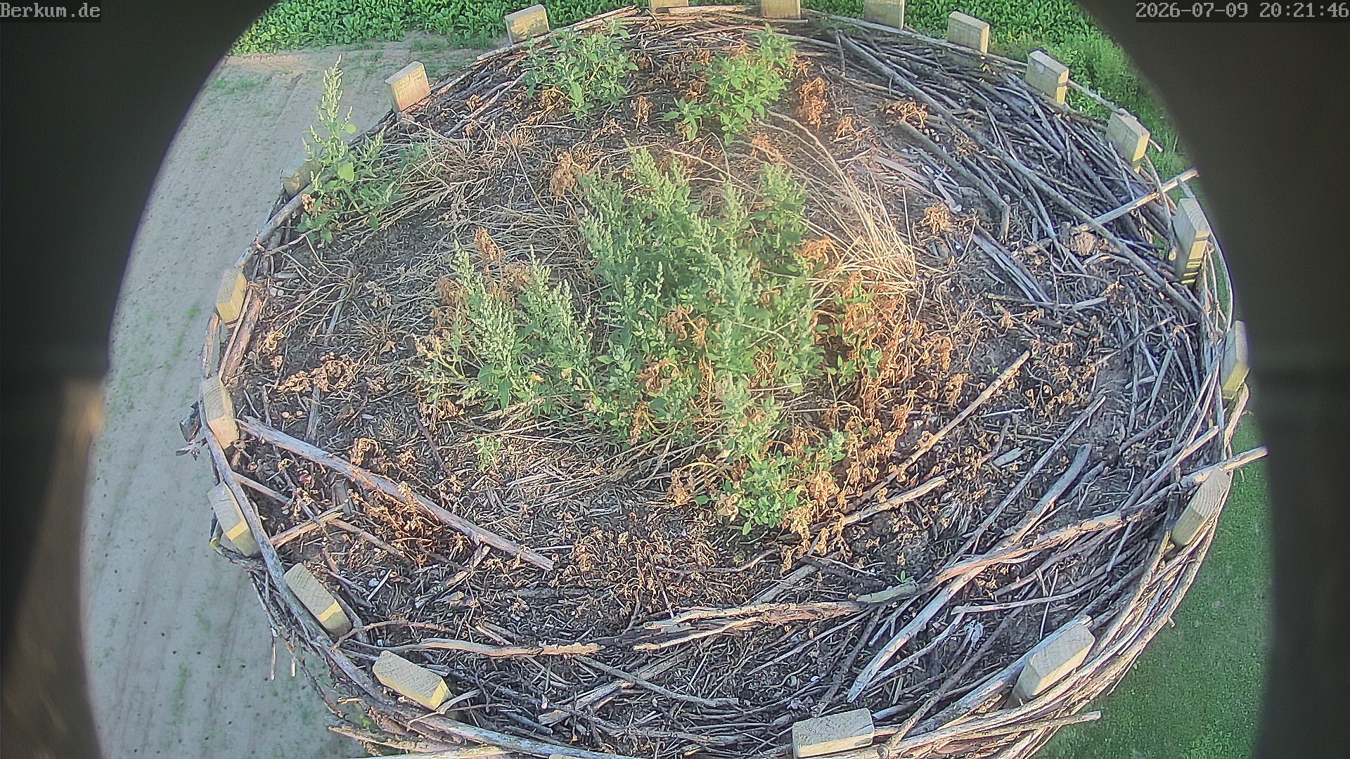 Live-Bild der Storchencam Berkum