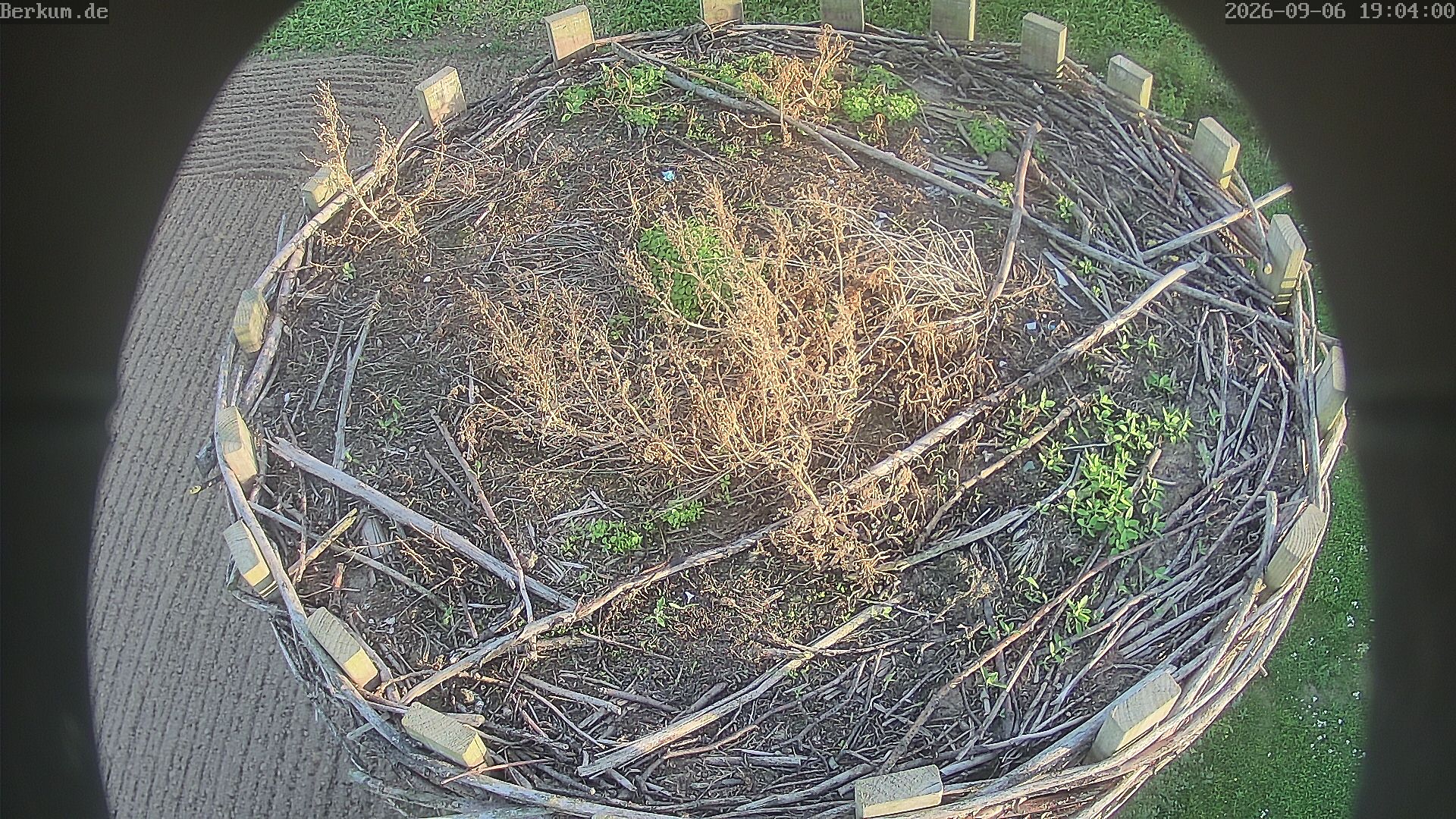 Live-Bild der Storchencam Berkum